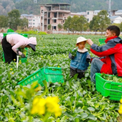 湖南新田：立春蔬菜采收事忙（组图）