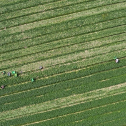 湖南新田：科技赋农升级 筑牢“菜篮子”坚实根基