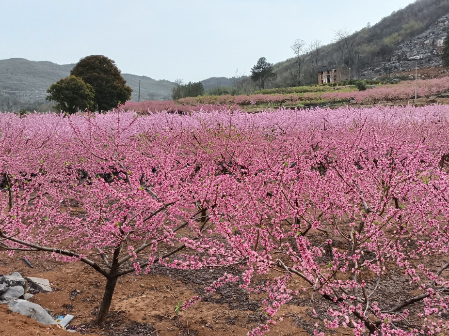 湖南江永：石缝中“凿”出致富路 政协委员履职显担当