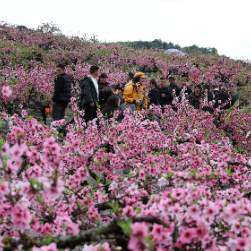 江永:桃花节盛大启幕 石山花海醉游人