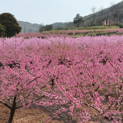 湖南江永:石缝中“凿”出致富路 政协委员履职显担当