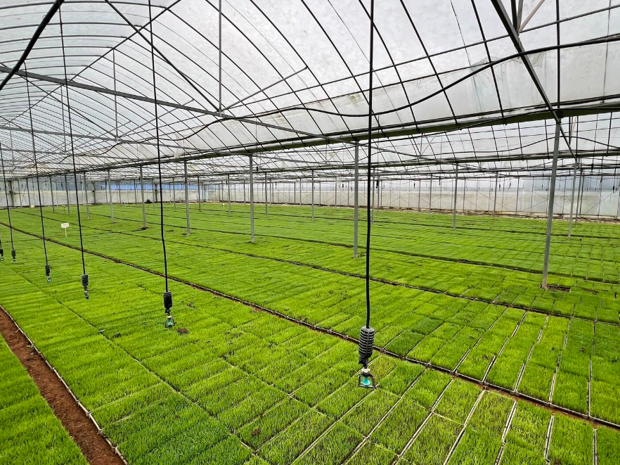 江永：智能育秧提质提速 田保姆护航早稻生产