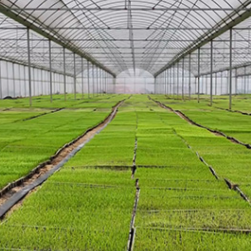 蓝山:人勤春早育秧忙 双模式护航粮满仓