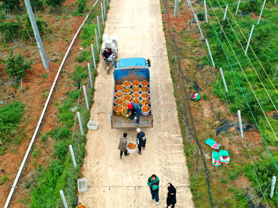 新田：30万斤沃柑出口俄罗斯 搭乘“数商快车”从田间“甜”到海外