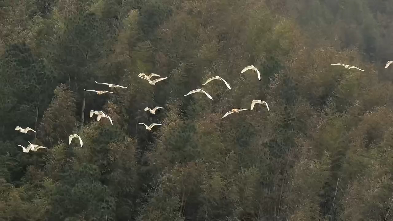 阳明山千年鸟道白鹭翩跹入画来