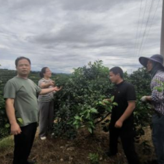 科企精准对接拓新路 柑橘黄龙病防控绿色新科技支撑柑橘产业高质量发展