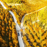 岁暖时刻丨层林尽染！怀化百亩水杉林，今冬最浓烈的色彩在这里