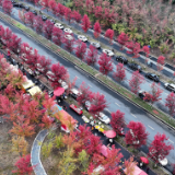 谁能拒绝这条秋日红色长廊？益阳红枫大道已进入最佳观赏期