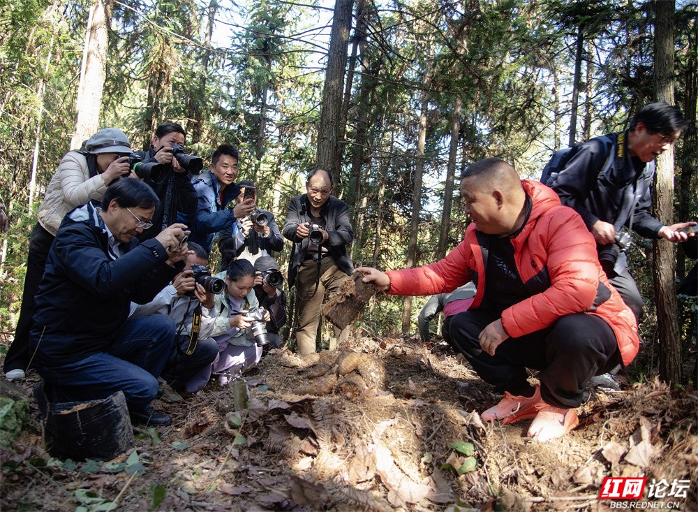 nEO_IMG_11月 图说:《天麻熟了》2025年11月28日,湖南省怀化市老摄影家协会组织会员在中方县天麻种植基地采风。DSC_4051.jpg