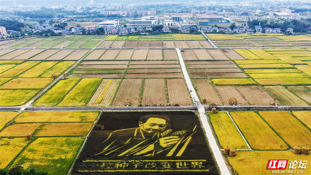 nEO_IMG_10月 图说:《杂交水稻发源地》2025年10月22日,拍摄湖南省怀化市洪江市安江镇。DJI_20251022112359_0023_D.jpg