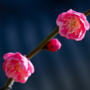 组图丨春来株洲万丰湖,风都是甜的