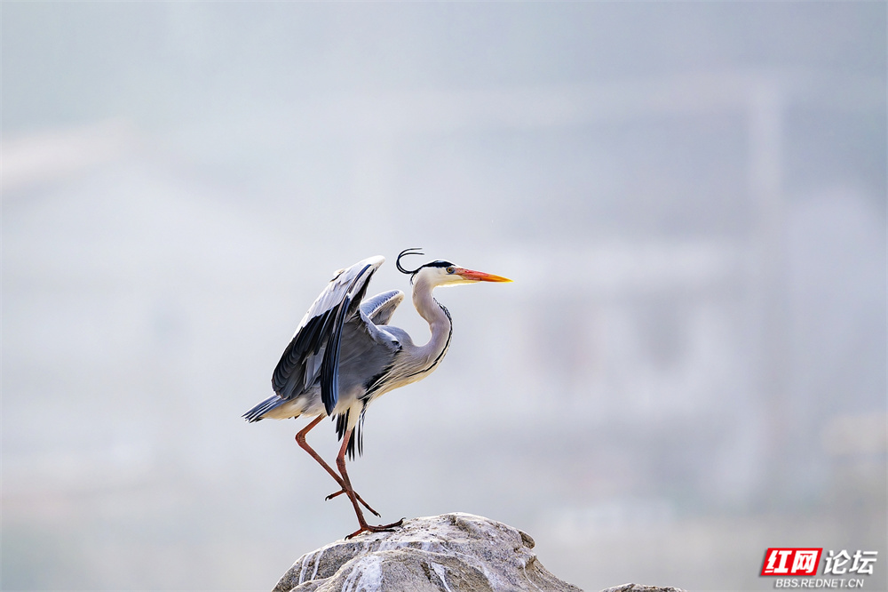 nEO_IMG_微信图片_20260310073845_317_1471.jpg nEO_IMG_微信图片_20260310073845_317_1471.jpg