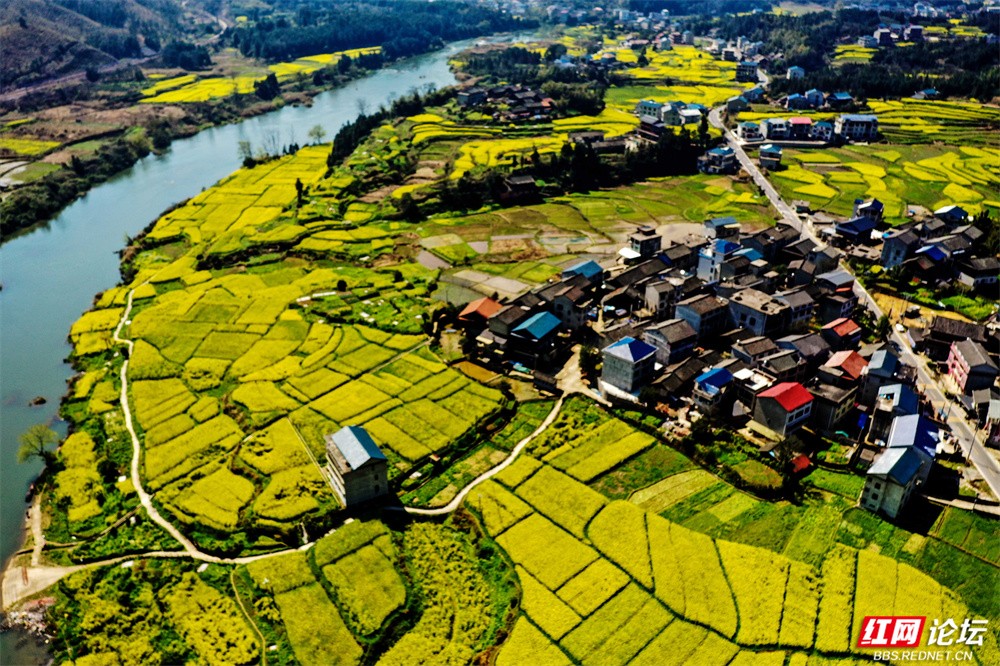 老湾,地阳平,张黄村油菜花图片 王启友摄 15367572777 (13).jpg