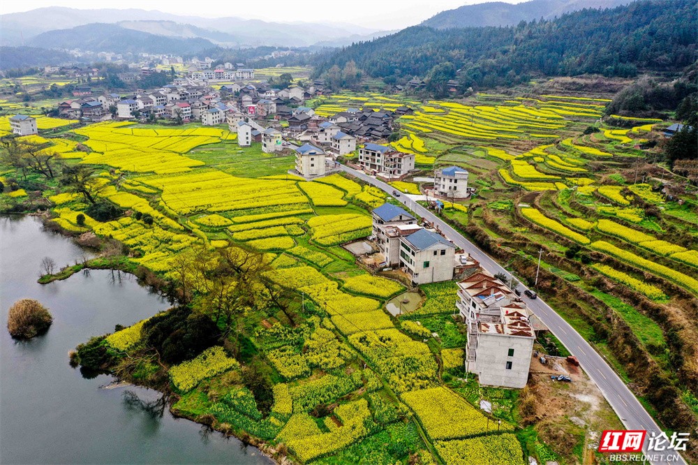 老湾,地阳平,张黄村油菜花图片 王启友摄 15367572777 (5).jpg