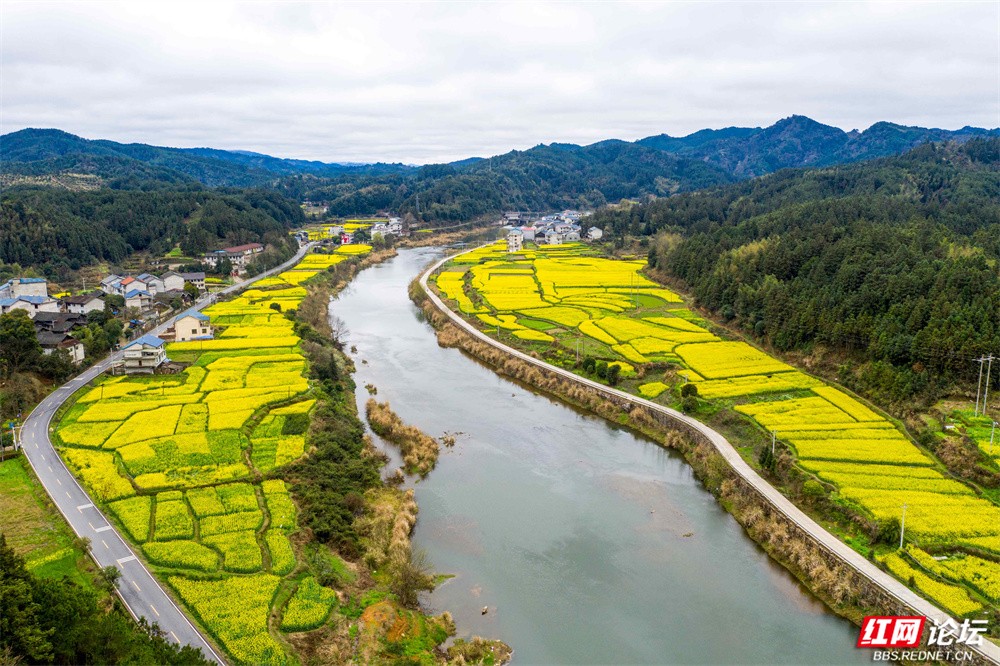 老湾,地阳平,张黄村油菜花图片 王启友摄 15367572777 (12).jpg