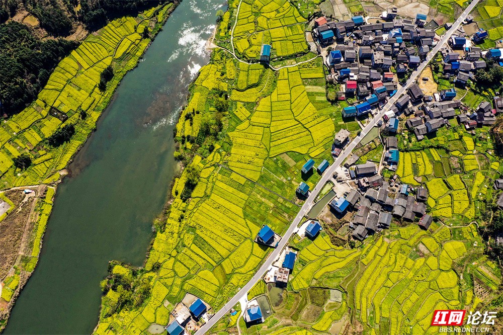 老湾,地阳平,张黄村油菜花图片 王启友摄 15367572777 (11).jpg