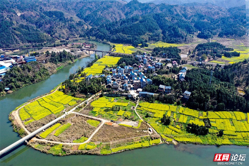 老湾,地阳平,张黄村油菜花图片(14) 王启友摄 15367572777.jpg