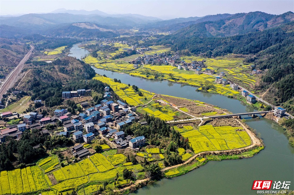 老湾,地阳平,张黄村油菜花图片 王启友摄 15367572777 (9).jpg