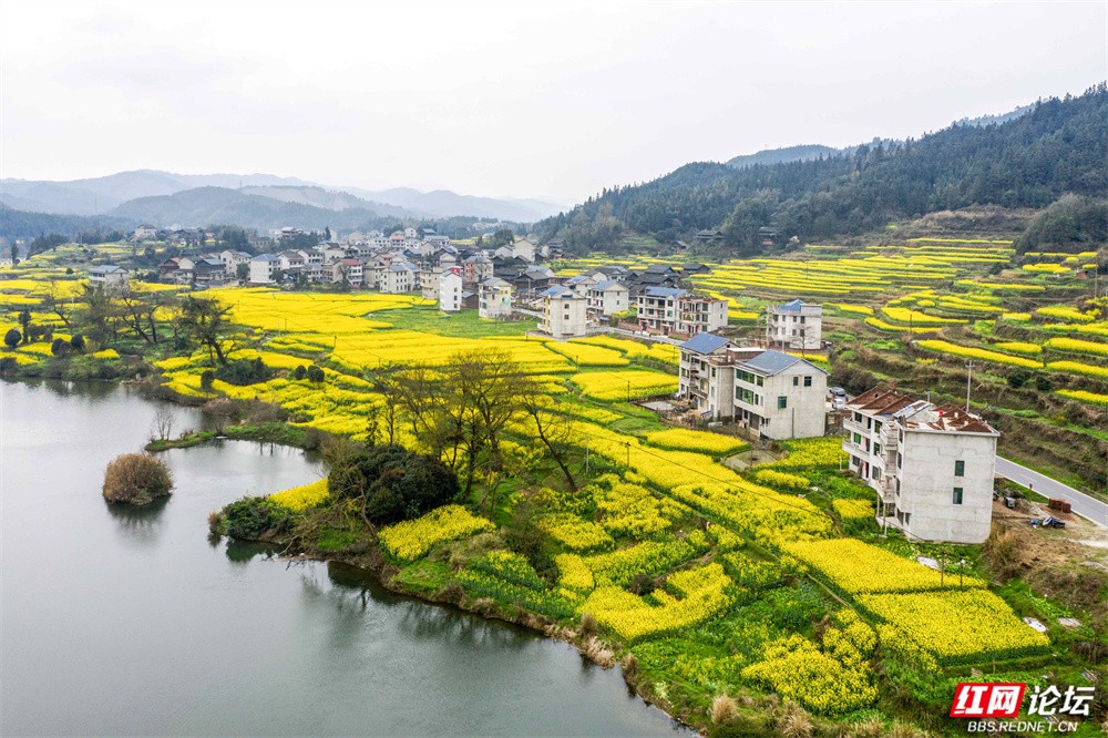 老湾,地阳平,张黄村油菜花图片 王启友摄 15367572777 (4).jpg