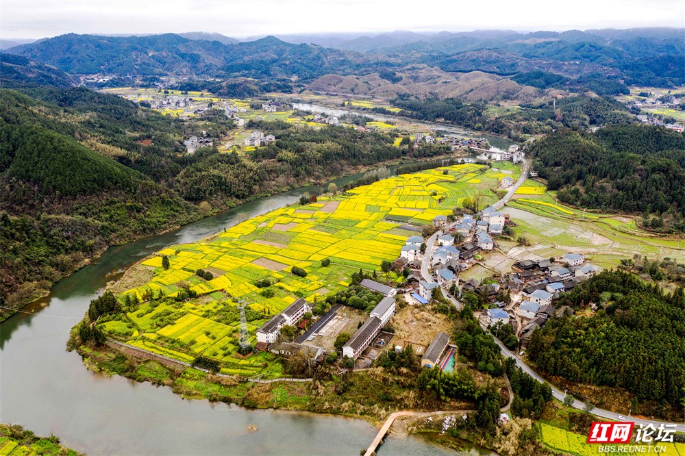 老湾,地阳平,张黄村油菜花图片 王启友摄 15367572777 (3).jpg