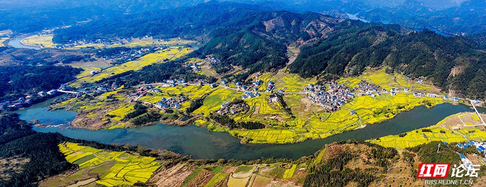 老湾,地阳平,张黄村油菜花全景图 王启友摄 15367572777 (1).jpg