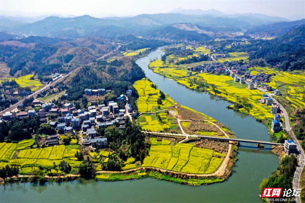 老湾,地阳平,张黄村油菜花图片 王启友摄 15367572777 (8).jpg