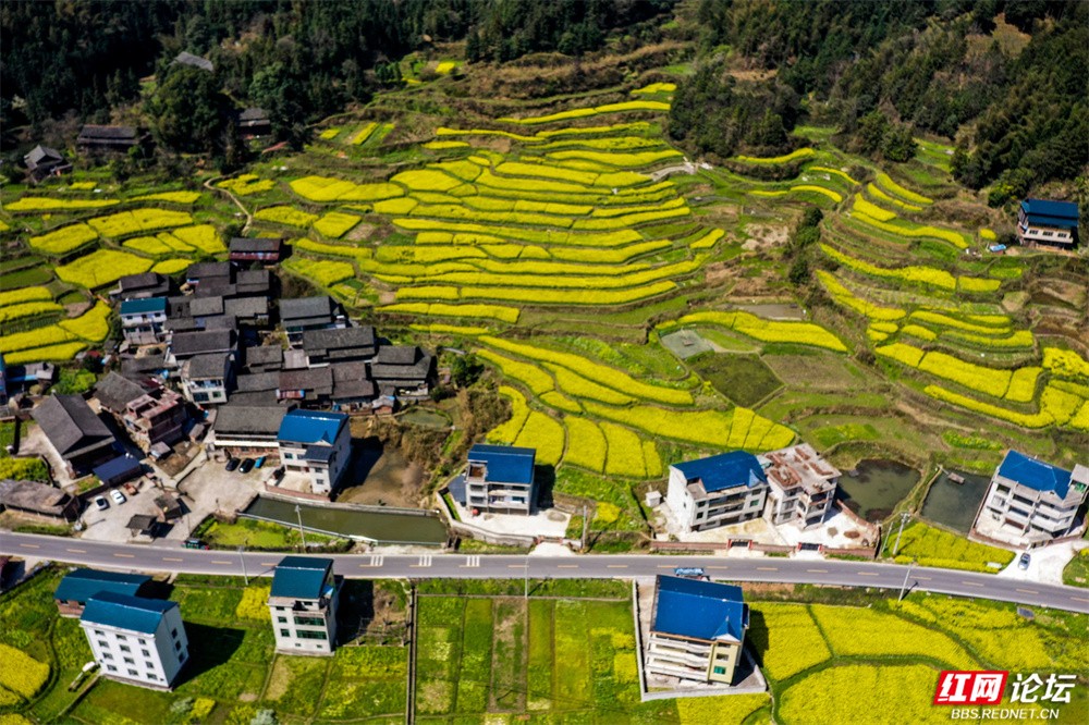 老湾,地阳平,张黄村油菜花图片 王启友摄 15367572777 (7).jpg