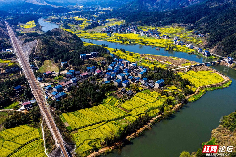 老湾,地阳平,张黄村油菜花图片 王启友摄 15367572777 (10).jpg