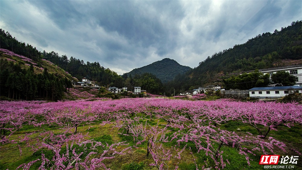 炎陵这个小山村美成粉色云端