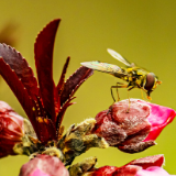 【赴春之约】在株洲凤凰山公园,偷看一场樱花与蜜蜂的春日约会