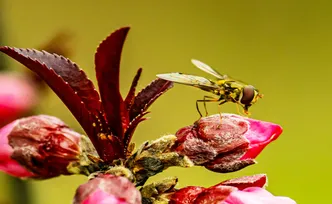 【赴春之约】在株洲凤凰山公园，偷看一场樱花与蜜蜂的春日约会