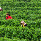 【赴春之约】茶山如海，指尖香！这是春天最慢的风景