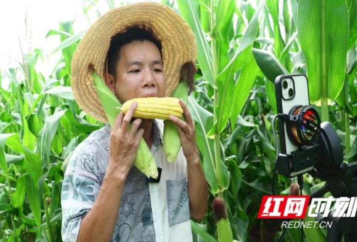 丰收时节看湘西｜泸溪县达岚镇：“甜糯脆”玉米上市 特色产业打开“致富门”