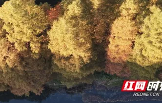 红图｜凤凰县长潭岗水利风景区：层林尽染冬日暖 多彩水杉醉游人