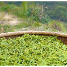 古丈毛尖：‌坚守匠心铸传承  一叶茗香越千年