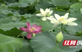 湘西古丈：夏日荷花香 农家接客忙