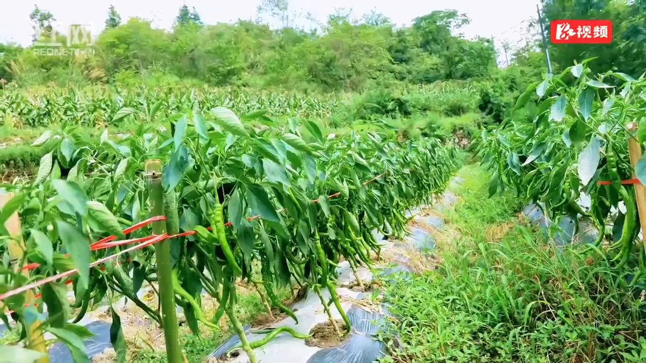 苗寨菜农有了“卖菜公交专线”