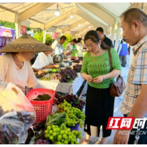 “葡”甜同乐 “萄”你喜欢  第十届河溪张排葡萄文化节开幕