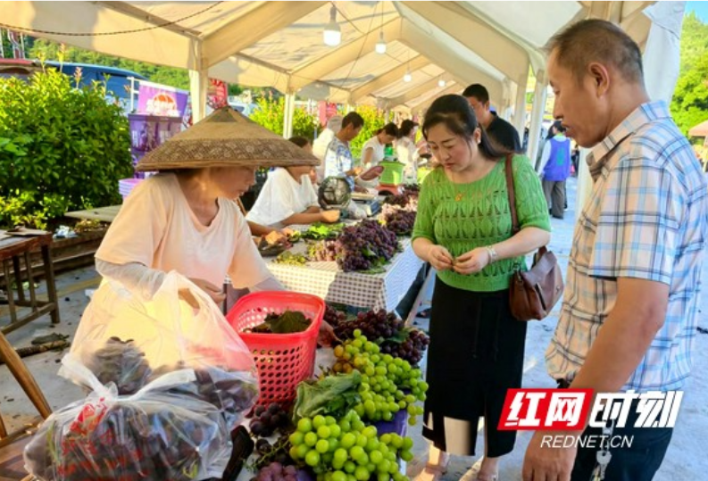 “葡”甜同乐 “萄”你喜欢  第十届河溪张排葡萄文化节开幕