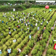 古丈县坪坝镇：稻花飘香鱼跃田 苗族欢歌醉游人