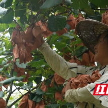 乡村振兴在路上｜凤凰县新坪村：猕猴桃丰收采摘忙  产销两旺管护续力