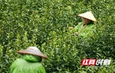 湘西保靖：春醒茶山 15.8万亩保靖黄金茶迎“头采”