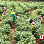 春醒茶山丨湘西吉首：春茶采摘忙 一叶碧绿茶乡兴