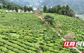 湘西古丈：以赛赋能促振兴  助力茶产业高质量发展