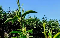 湘西州：“春茶快贷”破解茶企融资难 1.22亿元金融活水精准滴灌茶产业