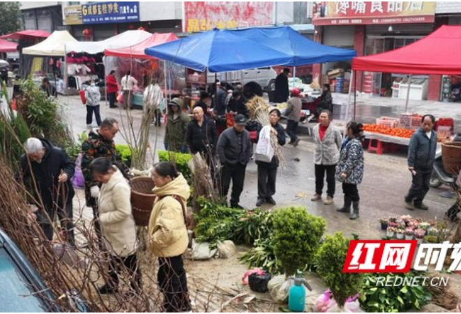 凤凰县：人勤春来早 苗木市场购销两旺