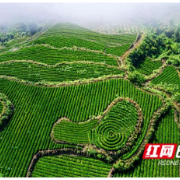 龙山县红岩溪乌龙山茶庄:一叶茶漫春山,万垄青绿武陵