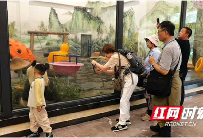 凤凰中华大熊猫苑：国宝憨态吸粉境外游客