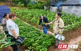 湘西州：甘薯专家“雨口”夺薯 田头开“良方”