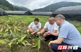 保靖县长潭河乡：科技下乡助力中草药特色产业提质增效